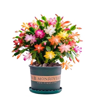 蟹爪兰盆栽带花苞四季新品花卉重瓣苗老桩植物嫁接仙人掌开花绿植