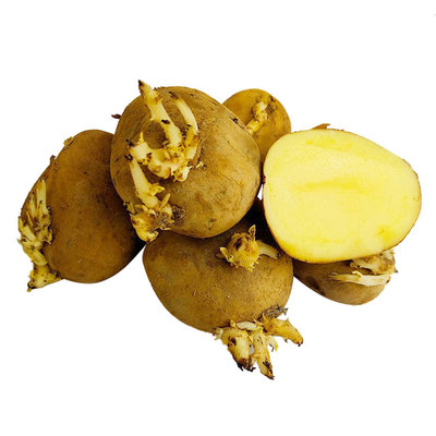 种土豆专用种植盆家庭种菜神器