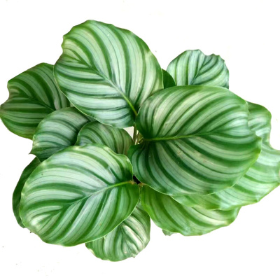 竹芋青纹桌面四季常青观叶花卉