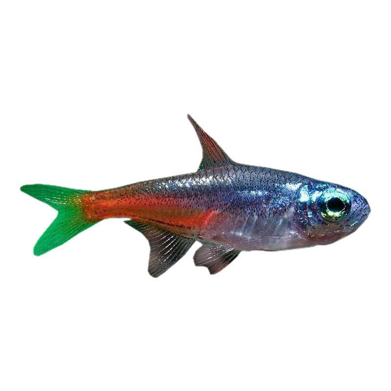 红绿灯鱼热带鱼小型灯科宠物鱼宝莲灯鱼淡水清道夫孔雀鱼苗观赏鱼