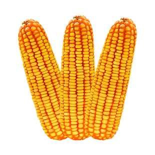 华农689玉米种子正品高产饲料黄玉米杂交种春季播种大田玉米种籽