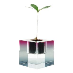 卷宗商店 |  AOI CUBE绿植玻璃摆件设计感装饰四叶草生日礼物