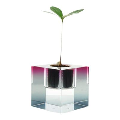 绿植家用玻璃aoi玻璃新年礼物