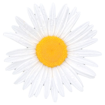 白晶菊花种子四季易种花草卉盆栽