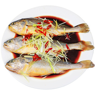 酒店专用半天然大黄鱼黄花鱼海鲜水产鲜活黄鱼2斤一条2件顺丰包邮