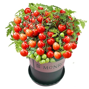 草莓番茄苗秧苗铁皮绿腚青肩水果口感西红柿子苗阳台种菜春季菜苗