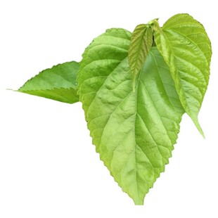【现摘现发】食用新鲜桑叶芽菜嫩桑叶上汤桑芽菜可做桑叶茶 500克