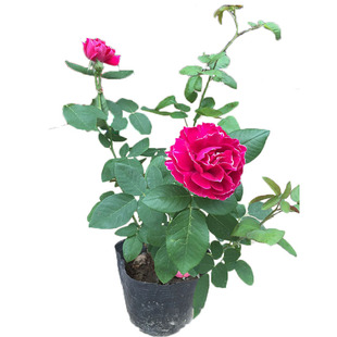 庭院攀援开花花卉爬藤月季御用马车月季花苗藤本月季花植物苗现货