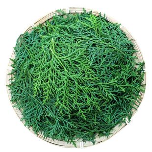 新鲜现摘侧柏叶纯野生扁柏树叶洗头发养发护发柏树枝叶泡酒熏腊肉