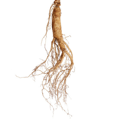 现挖带土新鲜人参长白山脉新鲜白参 人参16支20-25g装1箱包邮