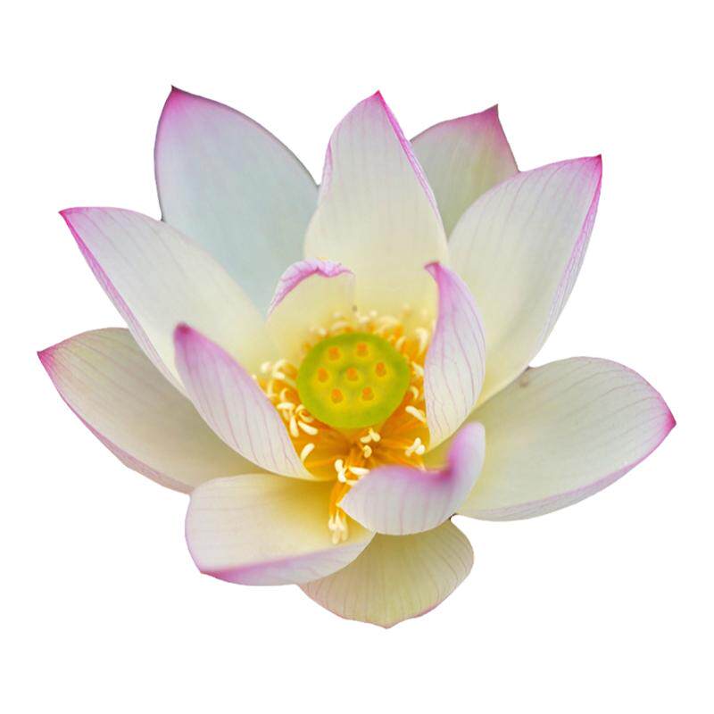 非栽培季节已开口碗莲花种子