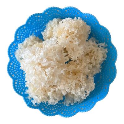 藏区野生银耳个头小，易出胶。