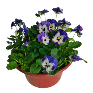 角堇盆栽三色堇花苗秋冬季室外露天花卉新品庭院花园耐寒包邮彩色