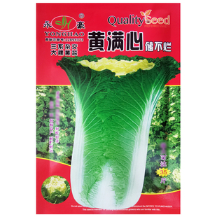 黄心东北大白菜种子阳台盆栽庭院农家播白帮直筒型秋季疏蔬菜种籽