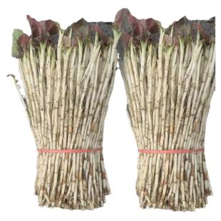 鱼腥草嫩芽新鲜折耳根脆嫩根带叶生鲜凉拌菜四川侧耳根带泥土特产