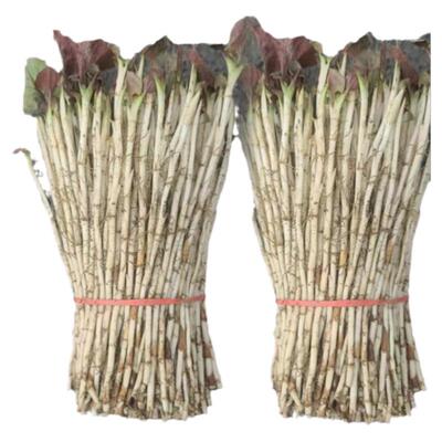 鲜香脆嫩折耳根新鲜蔬菜产地直销