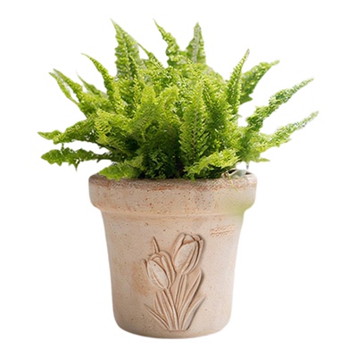 虹越帝罗马定制款草莓郁金香陶土花盆创意高级感轻奢透气陶瓷种植