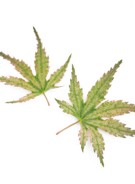 荷仙枫树庭院花园盆栽有枫园艺