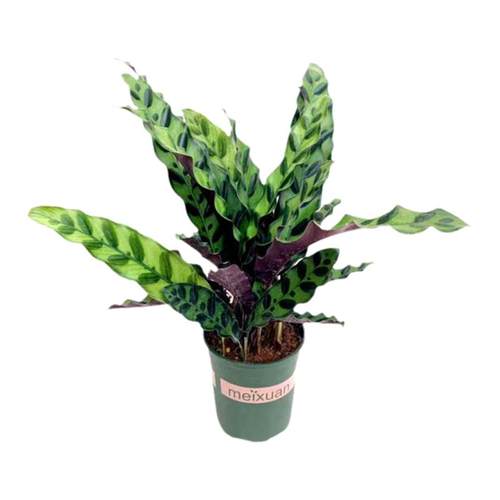 豹纹竹芋盆栽彩叶豹斑绿脉竹芋植物室内办公桌面花卉四季常青包邮