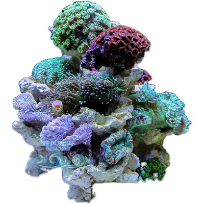 P牌培菌造景石免暴藻含海量菌种