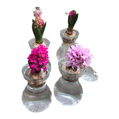 透明风信子玻璃瓶郁金香水养花盆