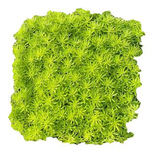 过路黄姬岩垂草中华景天佛甲草苗黄金金叶佛甲草草皮耐寒地被植物