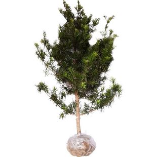 罗汉松树苗大树基地直销庭院别墅阳台地栽盆栽雀舌常青造型景观树