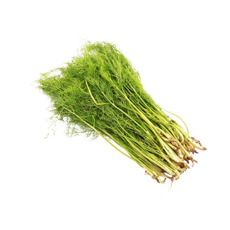 割茬茴香种子四季小茴香割了一茬又一茬包水饺包子茴香菜四季可种