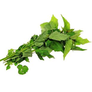 四川新鲜藿香叶鱼香叶霍香渔捞鱼香菜小茴香现割川藿香鱼调料