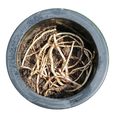 鱼腥草折耳根种子种植苗种根带泥