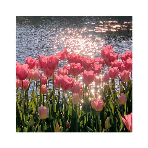 蒂彩DC钻石画郁金香花海满钻新款餐厅手工DIY粘钻十字绣现代简约