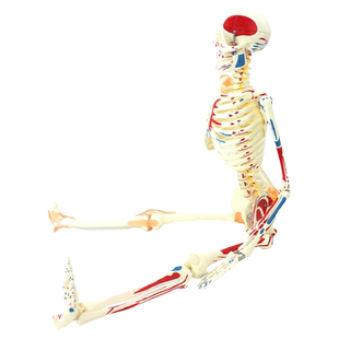 ENOVO颐诺85CM 可弯曲人体骨骼肌肉起止点韧带模型成人骨骼骨架人体模型医学教学模型全身瑜伽运动教具上海