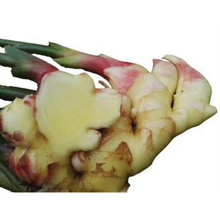 生姜小黄姜农家自种新鲜食用炒菜去腥香辣福建原生态老姜带芽种子