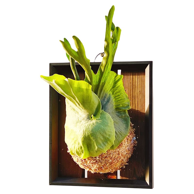 女王鹿角蕨板植壁挂植物装饰挂板ins高端网红diy墙挂森系新奇绿植