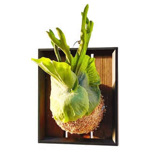 女王鹿角蕨板植壁挂植物装饰挂板ins高端网红diy墙挂森系新奇绿植