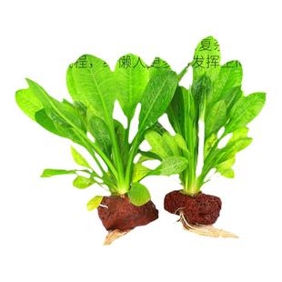 火山石定植集锦淡水鱼缸装饰水草懒人造景水榕莫斯前景中后景水草