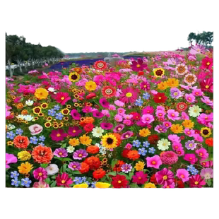 野花组合花种子格桑花花种籽播种开花绿化花种籽太阳花种孑