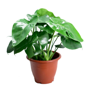 大盆龟背竹白掌万年青天堂鸟琴叶榕室内观叶大小盆栽净化空气