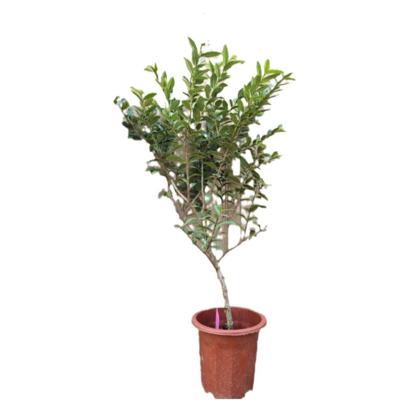 奶油芭乐软糯香甜番石榴台湾小叶珍珠番石榴四季结果15年淘宝老店