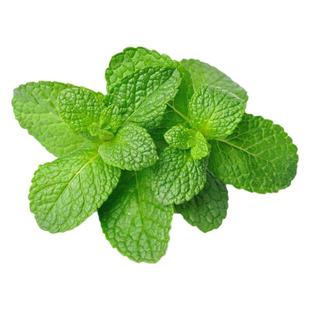 可食用柠檬薄荷苗种子种籽猫薄荷草盆栽香草种植孑子籽种草种叶