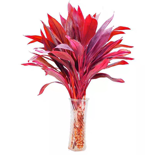 红紫竹鸿运竹富贵竹水培植物客厅招财竹子室内好养活花卉