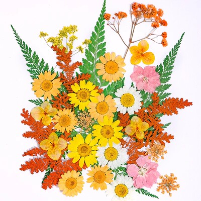 干花植物标本diy树叶手工材料