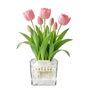 郁金香种球水培花卉植物5度球办公室桌面盆栽工位小绿植水养水仙