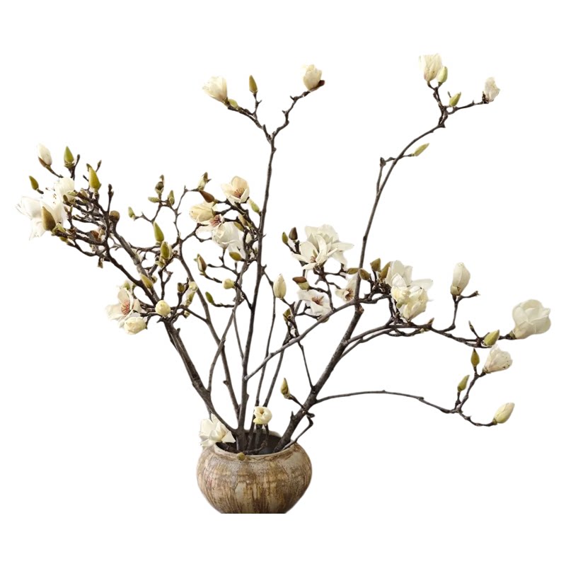 水培玉兰鲜花带花苞鲜切枝室内植物好养客厅轻奢绿植家用插花耐寒