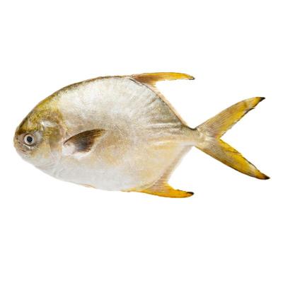 高品质！高评分！深海金鲳鱼特大