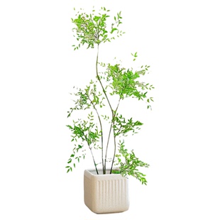 南天竹真树盆栽客厅大型绿植造型火焰老桩办公室内客厅好养落地景