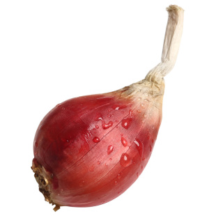 新鲜红葱头干葱头正宗广东小香葱头红皮四季葱种做肠粉卤肉油葱酥