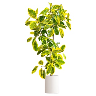 黄金榕客厅绿植室内花叶橡皮树高级感植物办公室老桩盆景四季好养