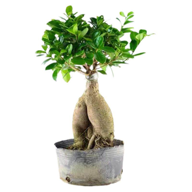 老桩人参榕金钱榕小榕树盆景四季常青易活植物书房办公室桌造型摆