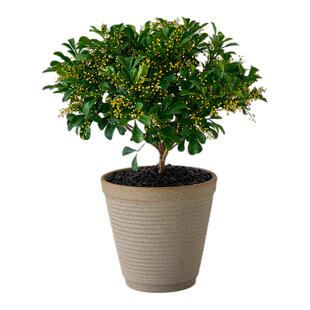 香水米兰盆栽室内净化空气四季植物阳台庭院绿植易活送礼工位解压